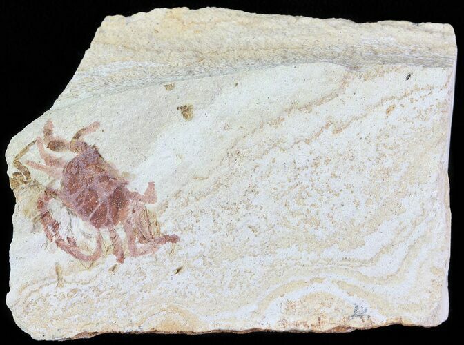 Fossil Pea Crab (Pinnixa) From California - Miocene #63728